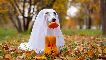 Jack Russell Terrier dog in a ghost costume puts a pumpkin cap on a jack-o-lantern in the autumn...