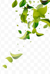 Lime Leaves Abstract White Transparent Vector