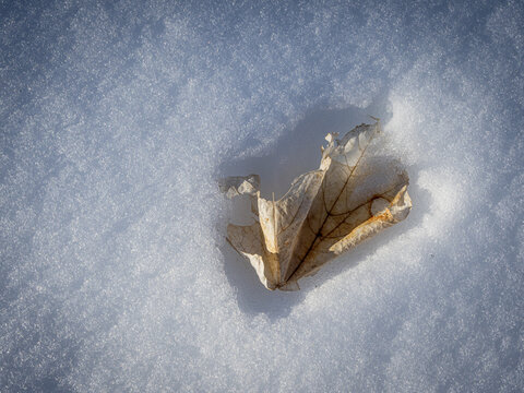 dried leaf in the snow