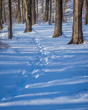 footprints in the snowy forest