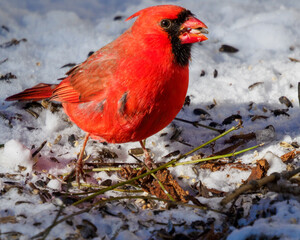 male northern red cardinal feeding on ground