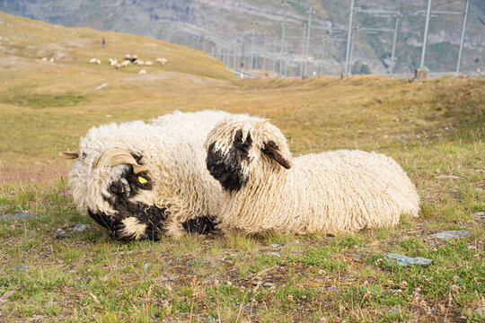 Two sheep sitting together in a paddock in Switzerland