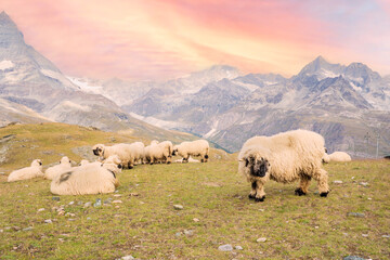 Fototapeta premium Flock of sheep grazing in a meadow in the mountains with a beautiful sunset.