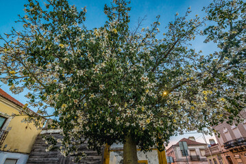 Flowering tree on a street in Moita, Portugal