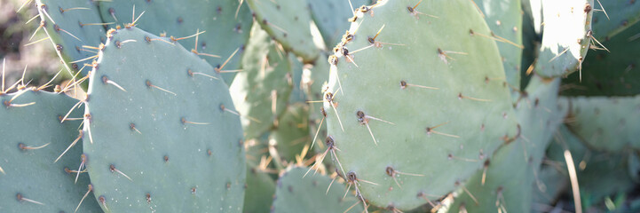 Cereus cactus plant leaves with spines in greenhouse
