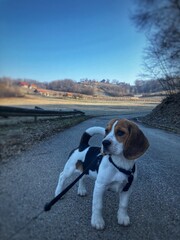 beagle in the snow