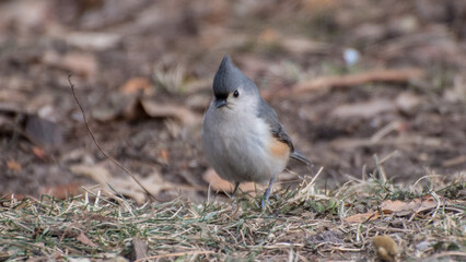 Tufted mousebird, Central Park, New York