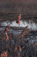 Reeds in morning light with water in the background