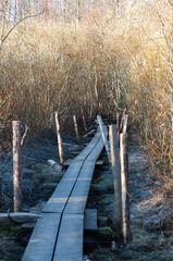 A wooden causeway leading through bushes