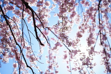 上野に咲く桜の花