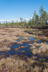 Watery parts of a swamp with forest in the background