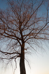Tree lighted by sunset colors