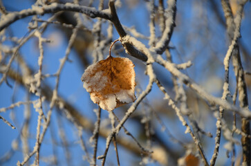 Yellow leaf in winter. Yellow leaf in late winter weather. Autumn birch leaf covered with snow in the sunny weather of vernal winter.