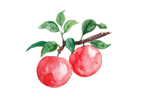 Watercolour illustration of apples on a branch with leaves