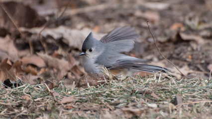 Tufted mousebird, Central Park, New York