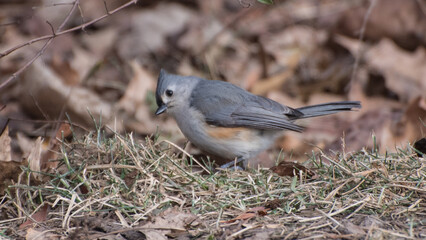 Tufted mousebird, Central Park, New York