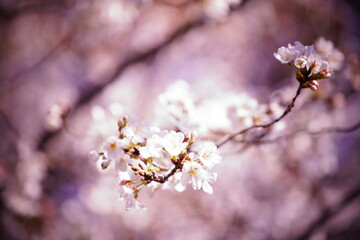 上野に咲く桜の花