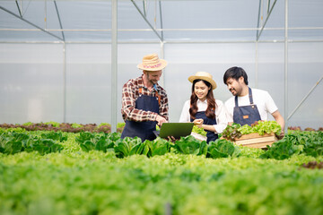 Group farmers and women are in a hydroponic vegetable garden, they are inspecting and harvesting...