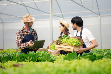 Group farmers and women are in a hydroponic vegetable garden, they are inspecting and harvesting...