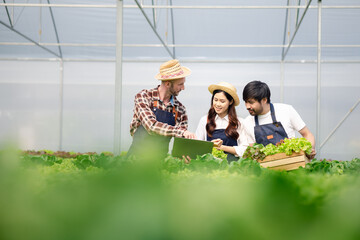 Group farmers and women are in a hydroponic vegetable garden, they are inspecting and harvesting...