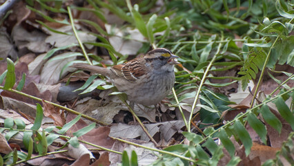 White-throated sparrow, Central Park, New York