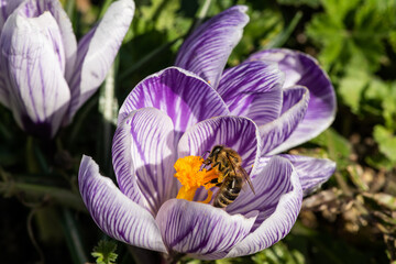 A bee on a spring primrose flower - on a crocus