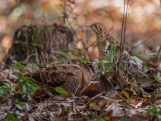ヤマシギとトラツグミ（六甲山）