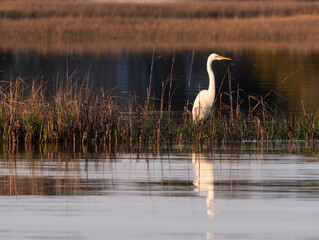 Egret in a winter marsh near Cape Carteret.