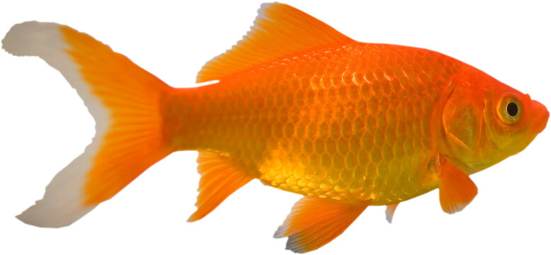 Goldfish with some white on its tail