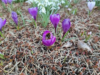 Lilafarbene Krokusse mit Hummel