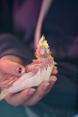 Baby cockatiel parrot being hand fed - hand raised bird pet, held in human hand