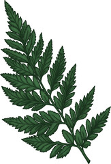 Fern Green Leaves Clipart. Tropical Green Leaves design elements isolated on white background for pattern, decoration, planner sticker, sublimation and more.