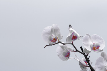 Białe kwiaty storczyka na jasnym tle