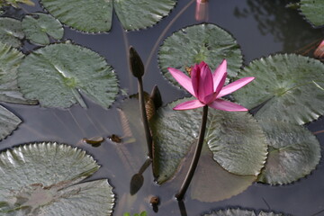 Flor de loto rosa sobre el manto de agua oscura y hojas verdes de la planta