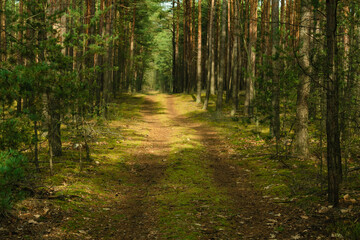 Wysoki sosnowy las, podłoże porośnięte zielonym mchem. Między drzewami jest gruntowa, nieutwardzona droga. Koleiny pokryte są brązowym igliwiem.
