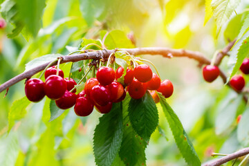 Ripe cherries hang on a cherry tree branch, close-up. Fruit tree growing in organic cherry orchard on a sunny day
