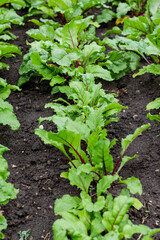 Organic green red young beetroot leaves growing on garden bed. Beets are a source of food for humans and livestock. Macro