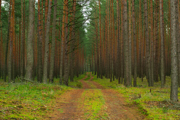 Wysoki sosnowy las, podłoże porośnięte zielonym mchem. Między drzewami jest gruntowa, nieutwardzona droga. Koleiny pokryte są brązowym igliwiem.
