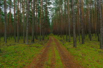Wysoki sosnowy las, podłoże porośnięte zielonym mchem. Między drzewami jest gruntowa, nieutwardzona droga. Koleiny pokryte są brązowym igliwiem.