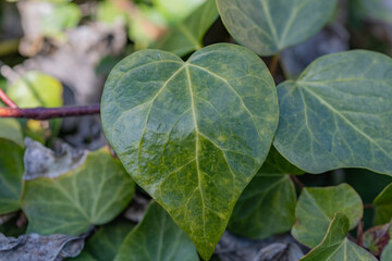 fotografia macro de hojas verdes con forma de corazon