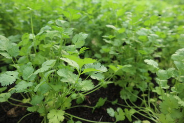 harvest vegetable background of organic lettuce design for healthy lifestyle
