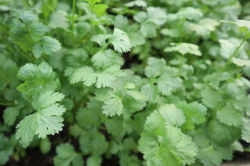 harvest vegetable background of organic lettuce design for healthy lifestyle