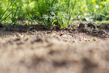 Young dill on a garden bed . Green juicy and tender dill. Macro.