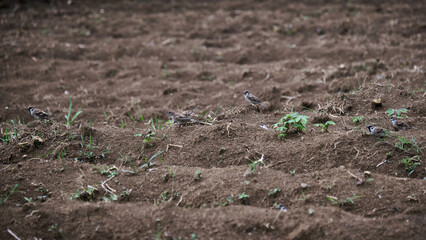 Birds Perching in a New Garden