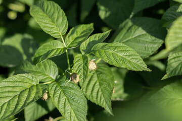 Blooming raspberry bush, raspberry blossom and flower. Close-up