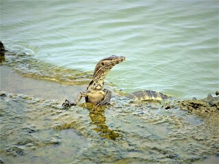 auto_awesome
Did you mean: seekor menyawak sedang naik ke darat dari dalam laut
52 /...