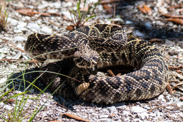 diamondback rattlesnake