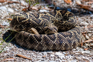 diamondback rattlesnake
