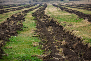 A small tree is being planted in a pile of soil. Forest conservation concept. Tree planting