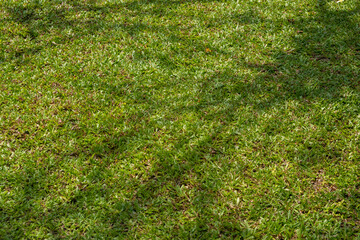 green grass background